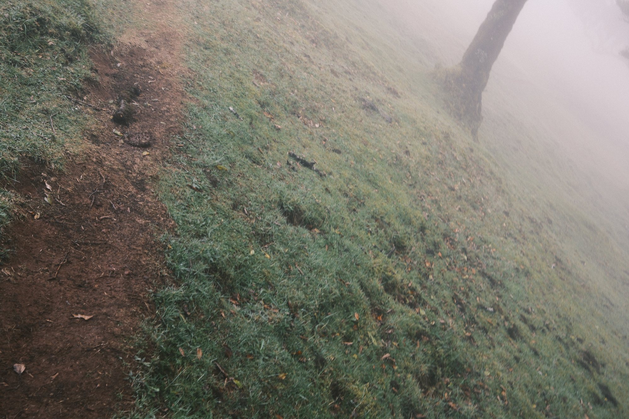 Accidental frame of a tilted grassy slope