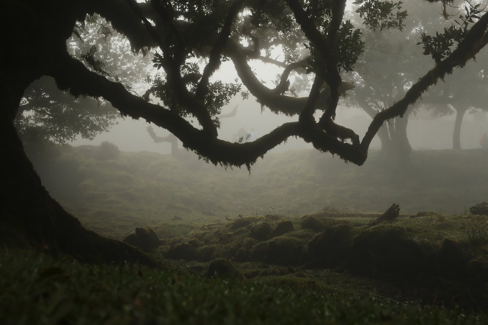 The keeper, DSF4094, enlarged: an arching, moss-covered laurel branch over a foggy clearing in the Fanal forest