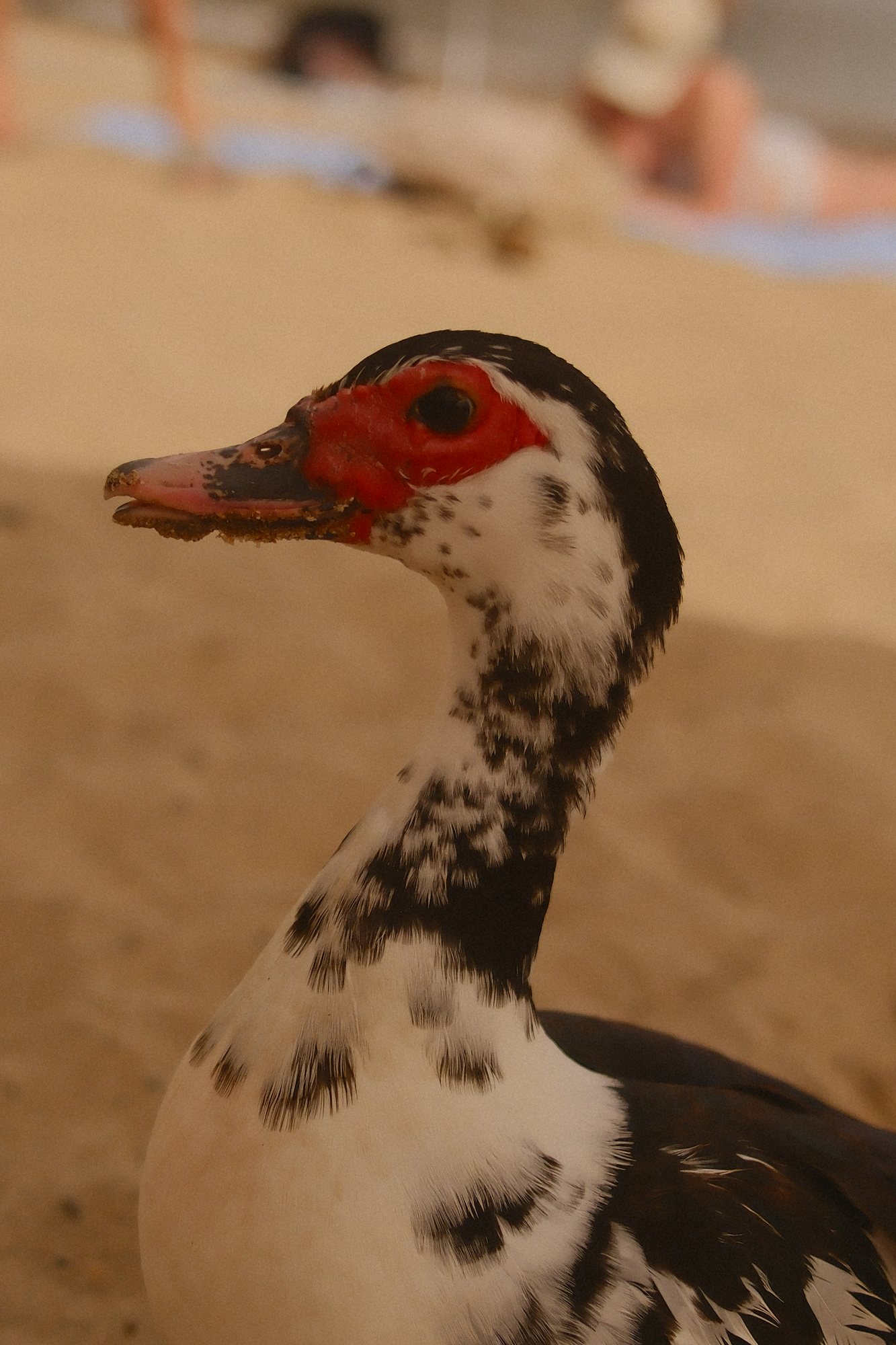 A Muscovy duck on the beach, looking unimpressed