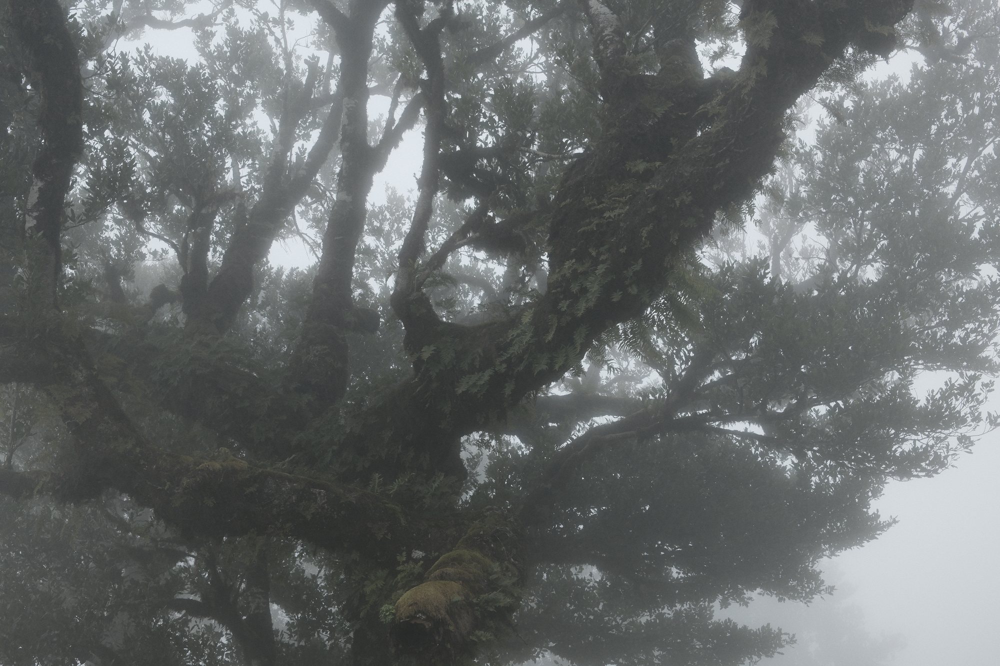 Laurel canopy in fog, Fanal
