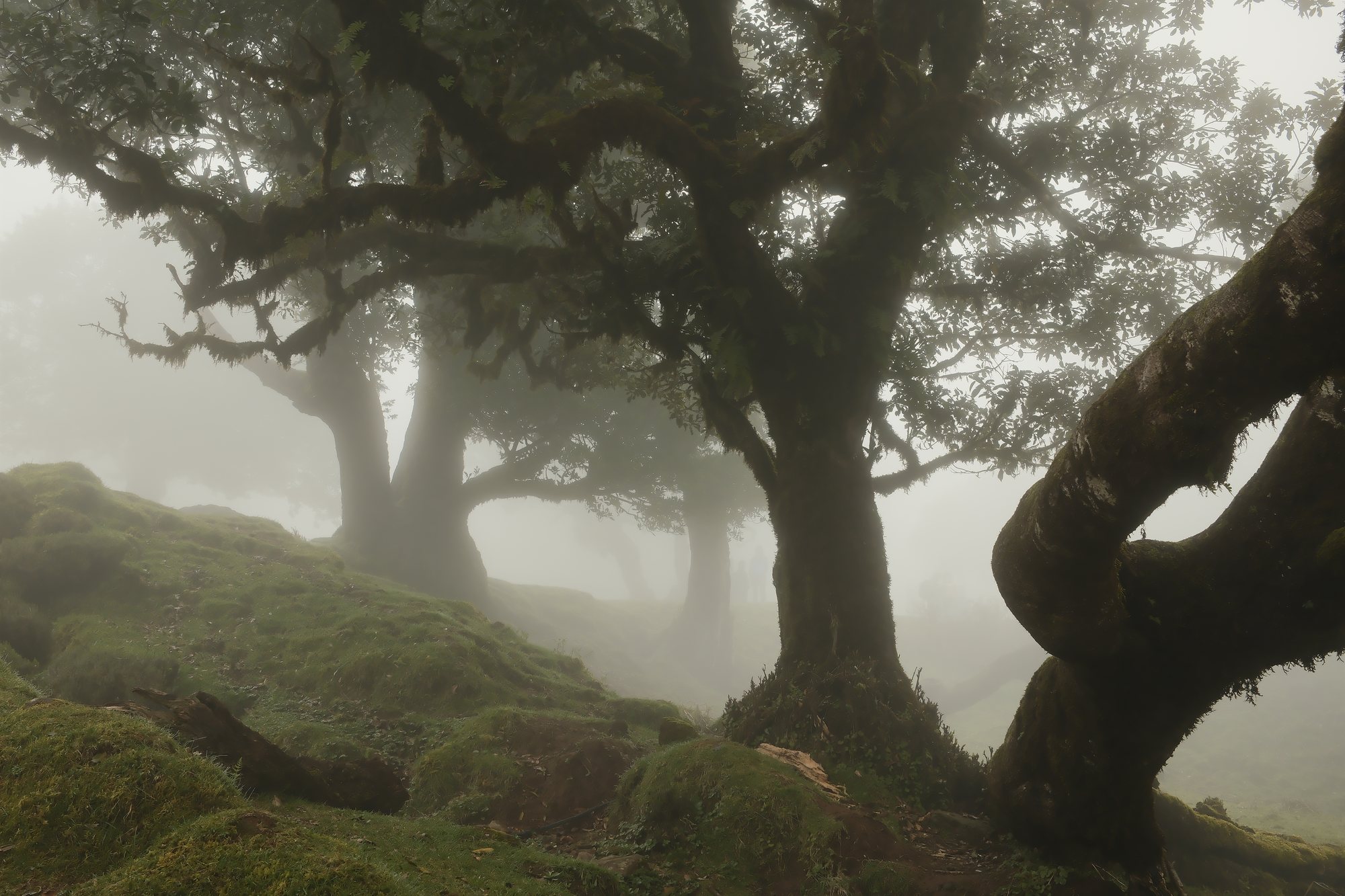 Mossy slope under laurel trees in fog