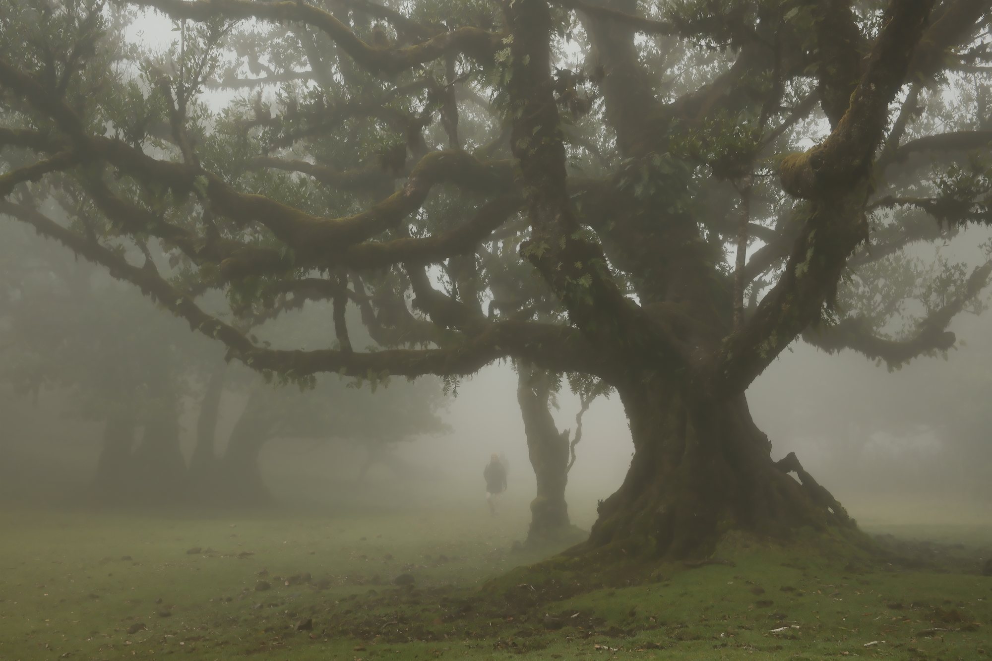 Laurel trees in fog, the top frame of a stack of three