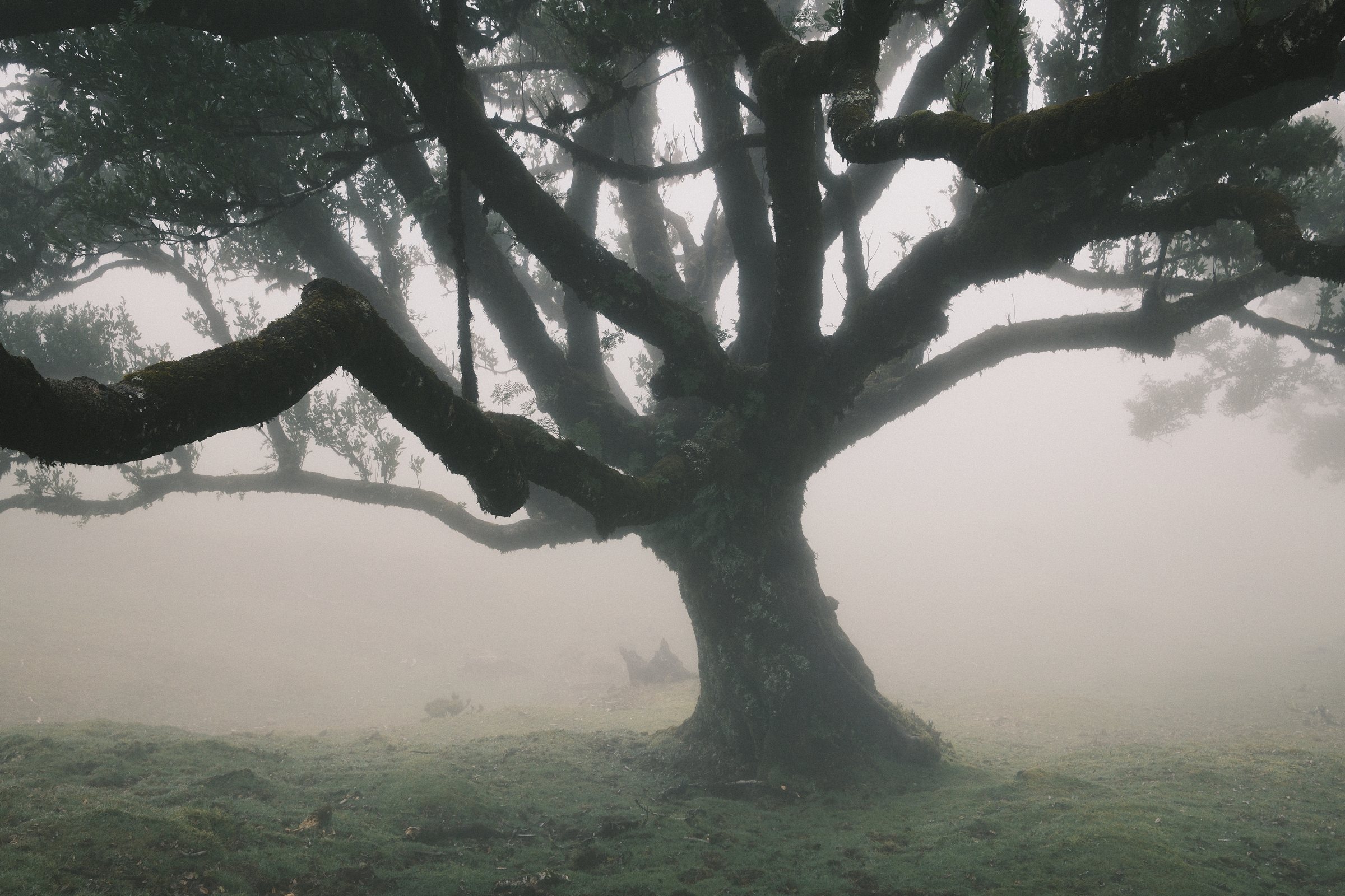 Ancient laurel tree in thick fog