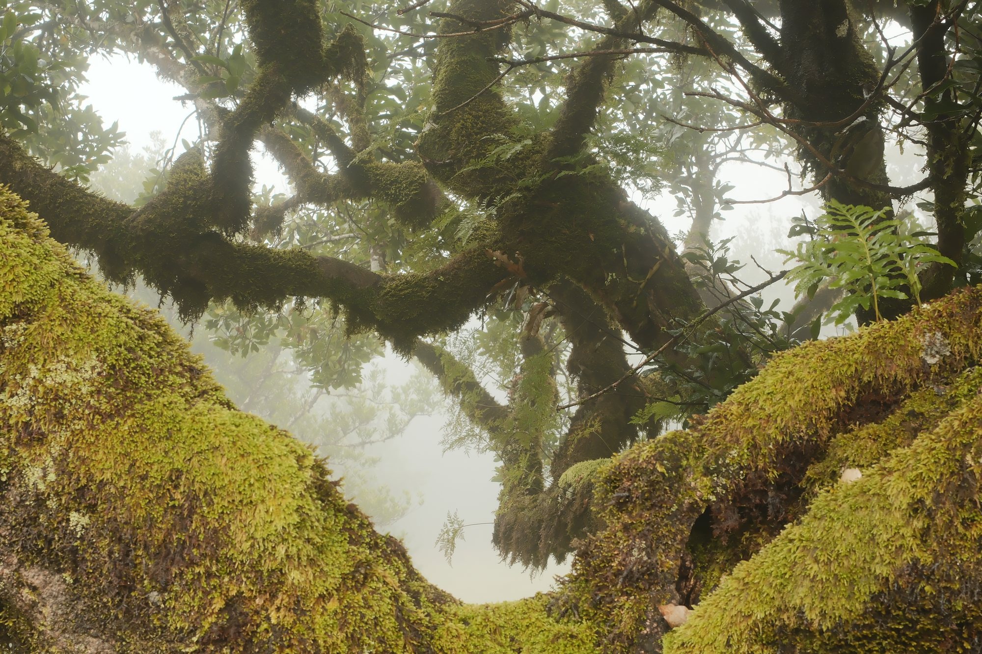 Moss-covered laurel trunks