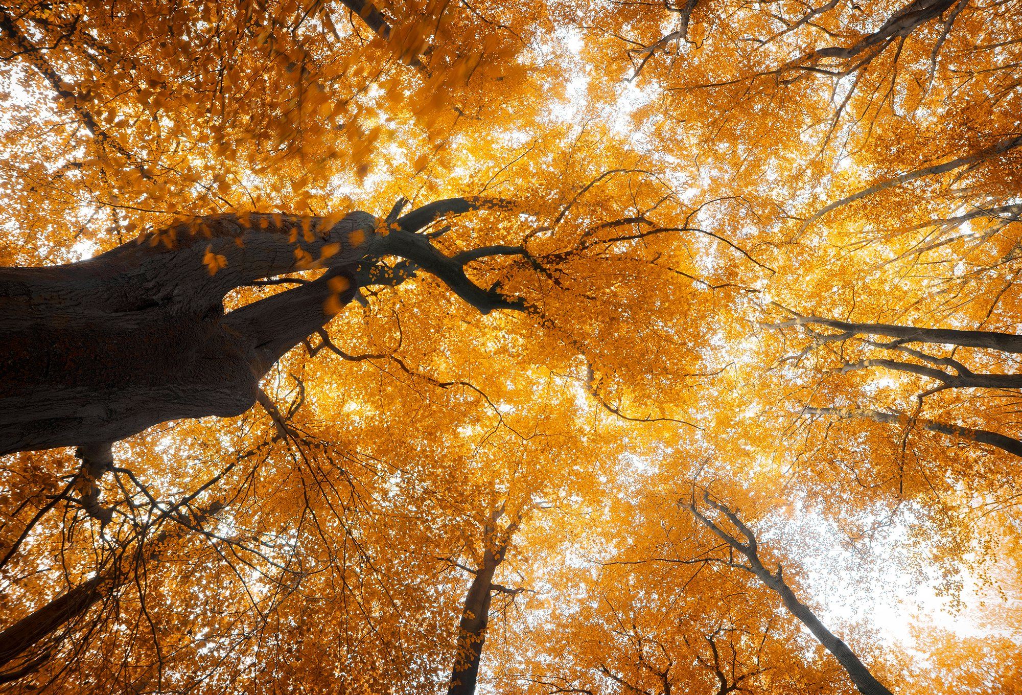 Golden autumn leaves seen from below