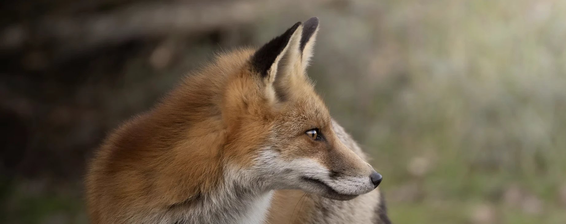 A red fox looking aside